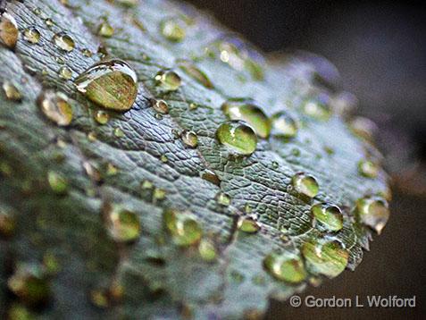 Wet Leaf_27716.jpg - Photographed at Smiths Falls, Ontario, Canada.